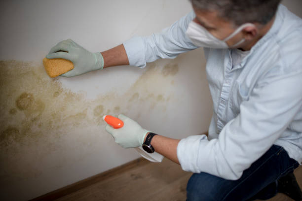 Attic Mold Removal in Oak Hills Place, LA