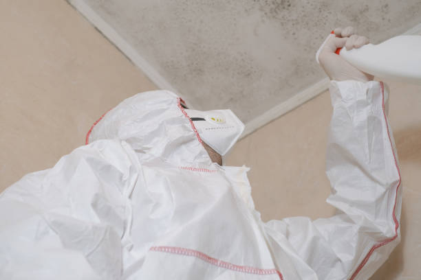 Best Mold Damage Repair  in Oak Hills Pce, LA